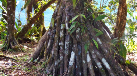 raices.adventicias Raíces advenciticias