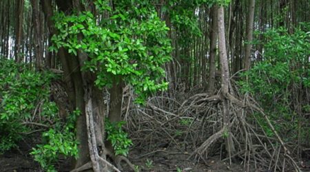 rizoforacea Rizoforácea