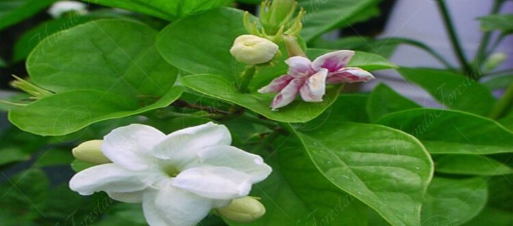 Jazmín de Arabia o sampaguita - Jasminum sambac -