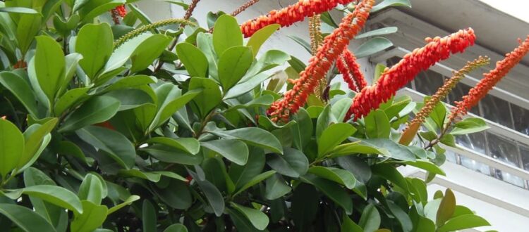 Palomitas o burriquito - Norantea guianensis -