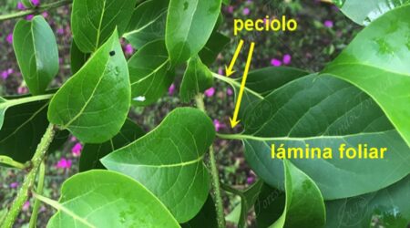 peciolo Peciolo