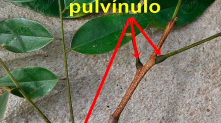 pulvínulo Pulvínulo