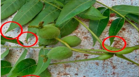 apice.acuminado Ápice acuminado