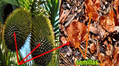 escama.seminifera Escama seminífera