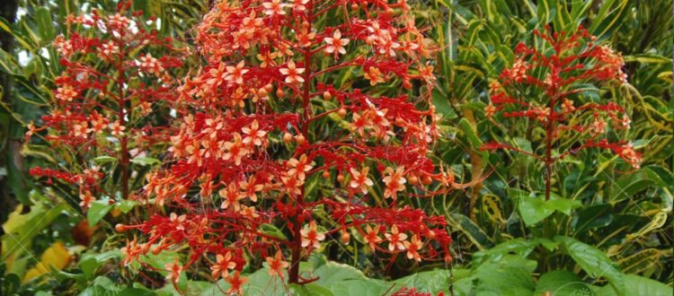 Volcán - Clerodendrum paniculatum -