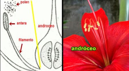 androceo Andróceo