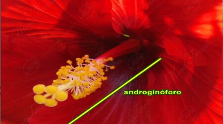 androginoforo Androginóforo