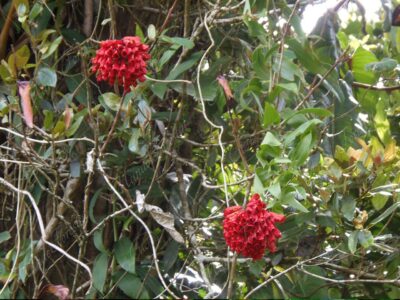 Bola de fuego - Bomarea costaricensis -