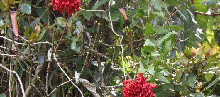 Bola de fuego - Bomarea costaricensis -