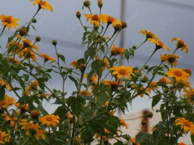 Girasol mexicano - Tithonia diversifolia -