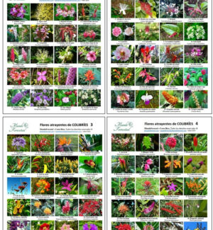 Láminas para colibríes