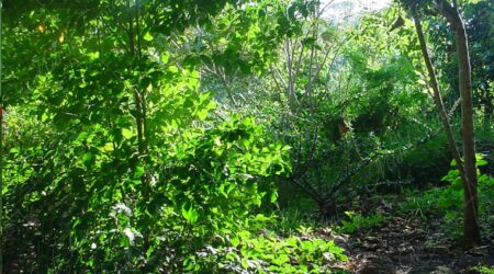 sotobosque Sotobosque