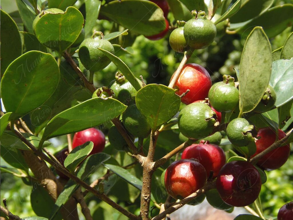 Guayabita del Perú -Psidium cattleyanum -