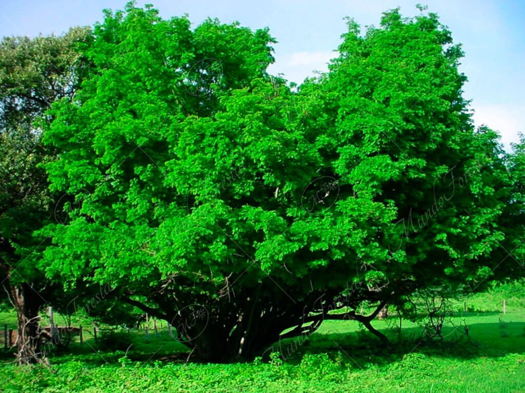 Nacascolo - Caesalpinia coriaria -
