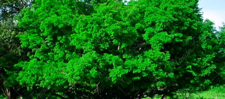 Nacascolo - Caesalpinia coriaria -