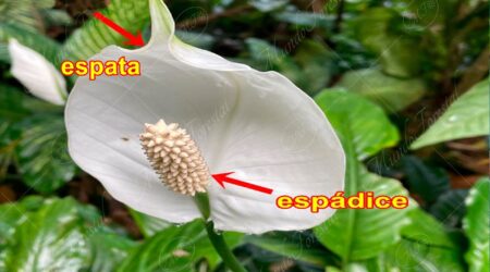 espata-espadice espata y espádice