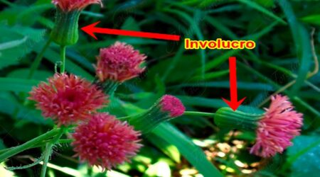 involucro Involucro