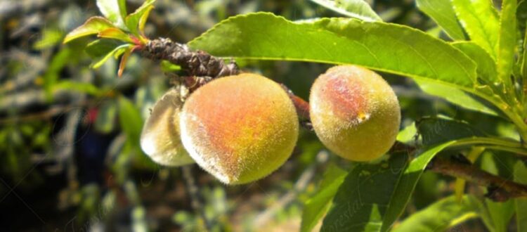 Melocotón o durazno - Prunus persica -