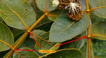 glandulas Glándulas