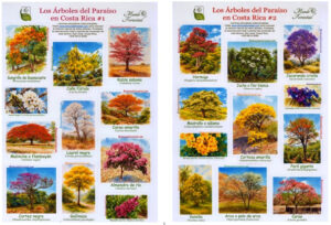 Los Árboles del Paraíso