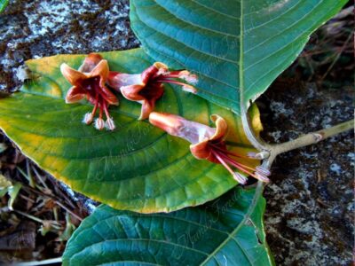 El nacedero - Trichanthera gigantea -