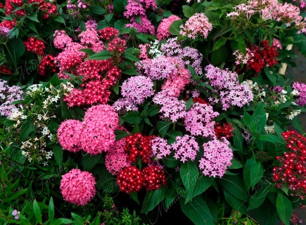 Pentas - Pentas lanceolata -