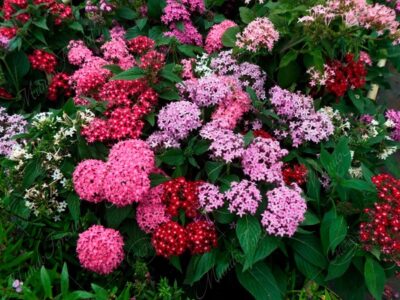 Pentas - Pentas lanceolata -