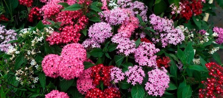 Pentas - Pentas lanceolata -