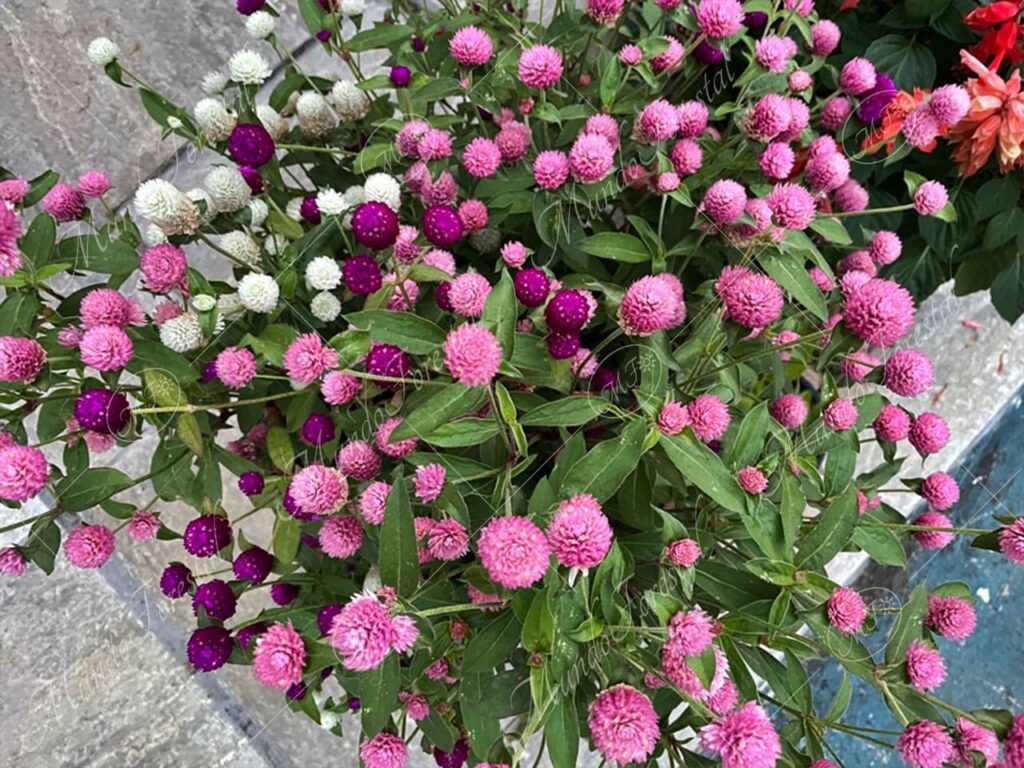 San Diego - Gomphrena globosa -