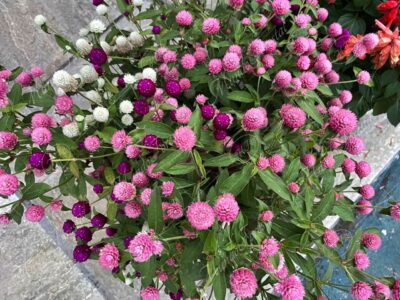 San Diego - Gomphrena globosa -