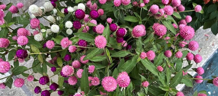 San Diego - Gomphrena globosa -