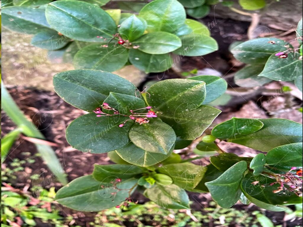Quelite de monte o carne gorda - Talinum paniculatum -