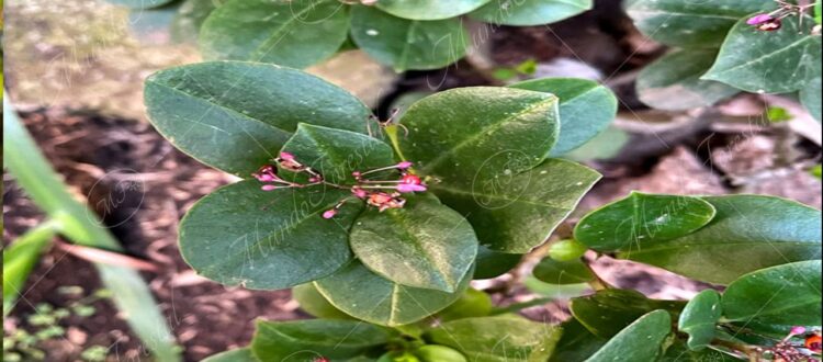 Quelite de monte o carne gorda - Talinum paniculatum -