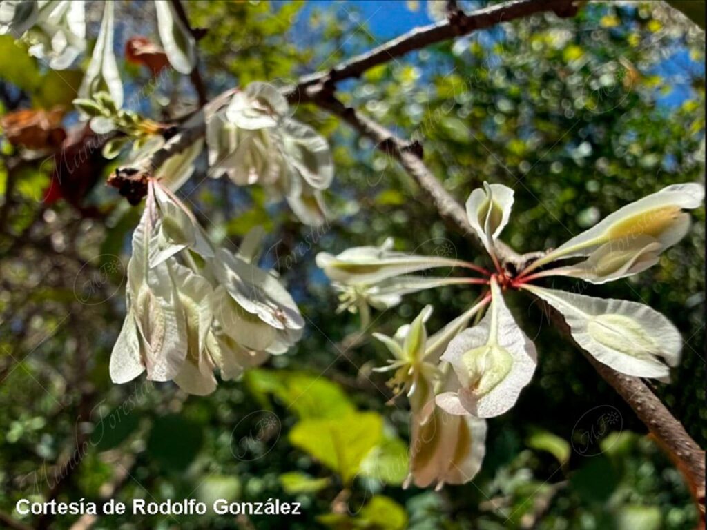 Rompecapa - Podopterus mexicanus -