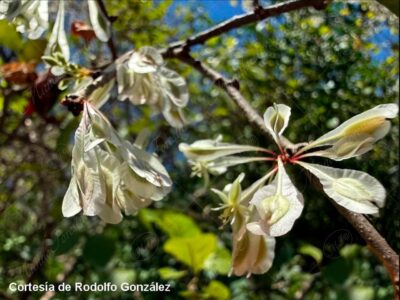 Rompecapa - Podopterus mexicanus -