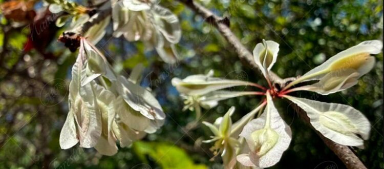 Rompecapa - Podopterus mexicanus -