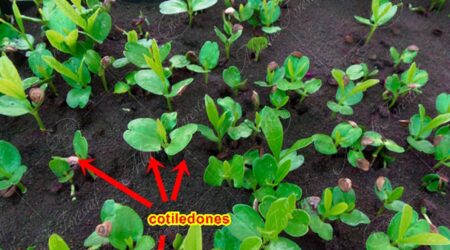 cotiledones Cotiledones