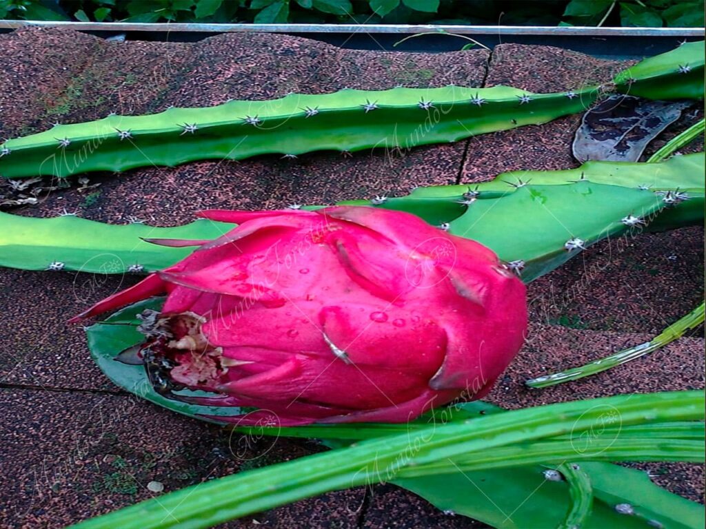 Pitahaya - Selenicereus costaricensis -