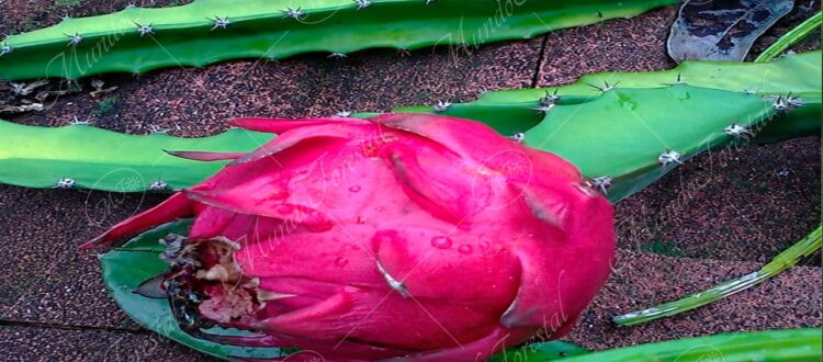 Pitahaya - Selenicereus costaricensis -