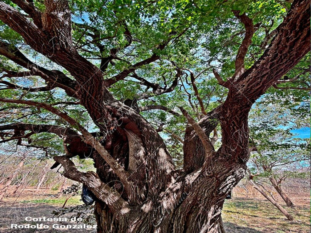 Coma - Sideroxylon celastrinum -