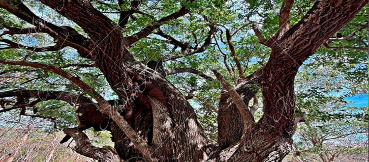 Coma - Sideroxylon celastrinum -