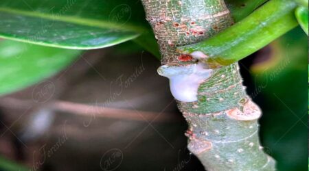 savia.lechosa savia lechosa
