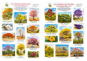 paraiso.juntas Los Árboles del Paraíso