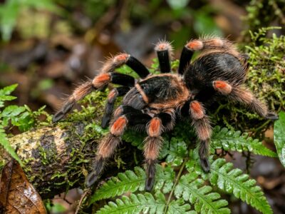 tarántula de rodillas rojas - Abdomegaphobema mesomelas -