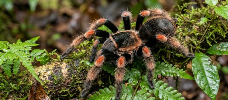 tarántula de rodillas rojas - Abdomegaphobema mesomelas -