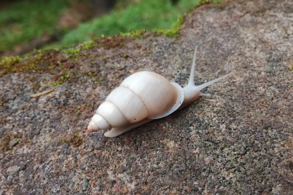 caracolito blanco - Antidrymaeus sulphureus -