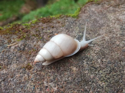 caracolito blanco - Antidrymaeus sulphureus -