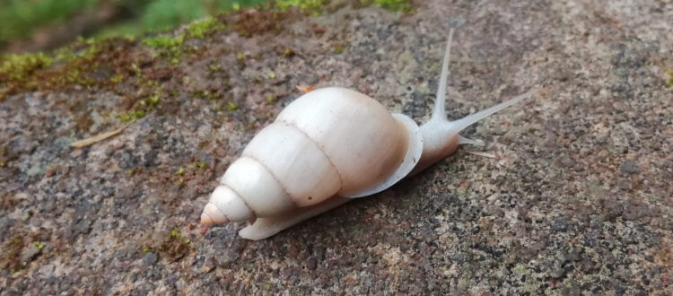 caracolito blanco - Antidrymaeus sulphureus -