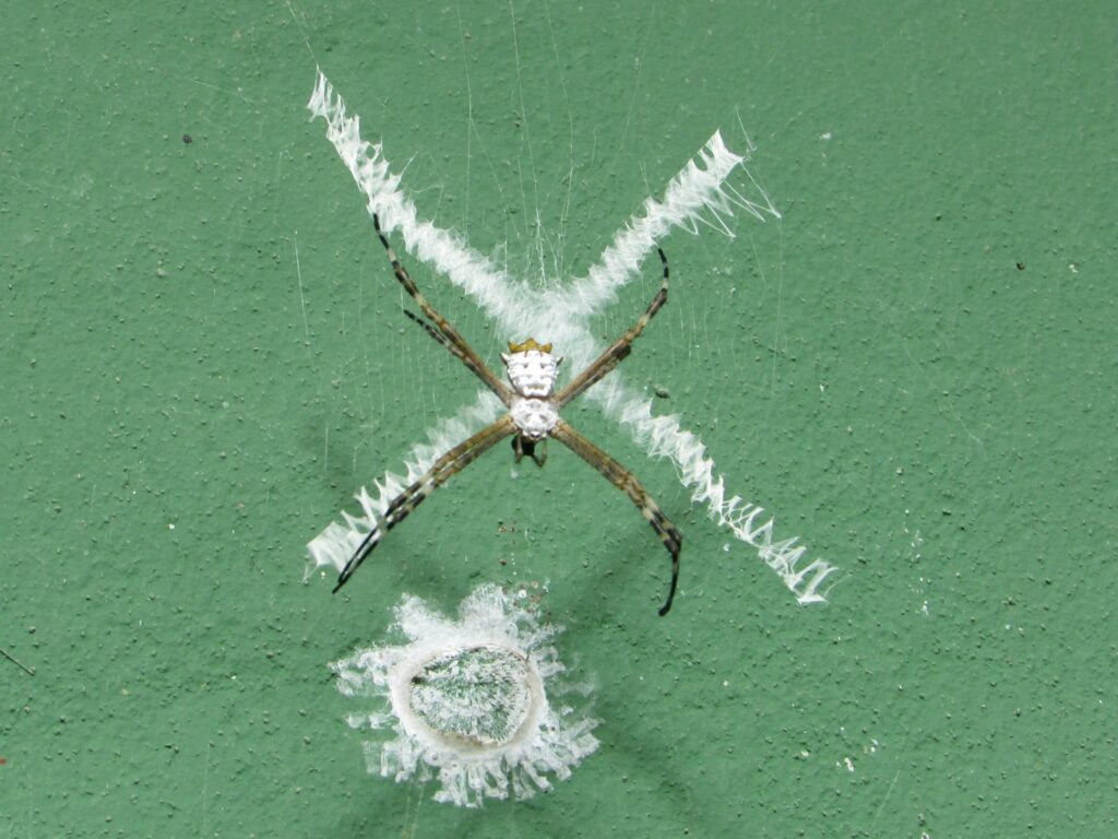 araña de la cruz - Argiope submaronica -