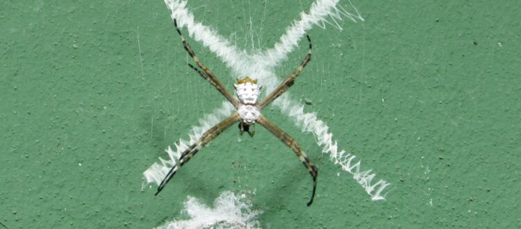araña de la cruz - Argiope submaronica -
